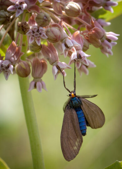 Virginia Ctenucha (Ctenucha virginica)  &copy; © Kent McFarland