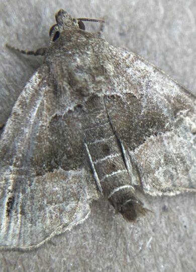 Vermont's first recorded observation of a Hops Angleshade (Niphonyx segregata) &copy; © Erin Talmage (iNaturalist) Licensed under CC-BY-NC