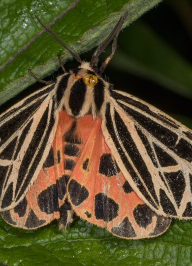 Virgin Tiger Moth (Grammia virgo)  &copy; © Kent McFarland