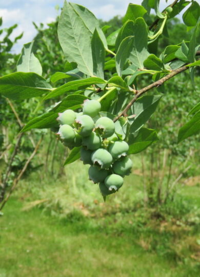 Highbush Blueberry (Vaccinium corymbosum) &copy; © Sammi Rizzo
