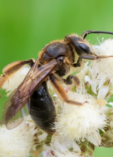 Hawthorn Mining Bee (Andrena crataegi)  &copy; © Lisa Cass (iNaturalist) Licensed under CC-BY-NC