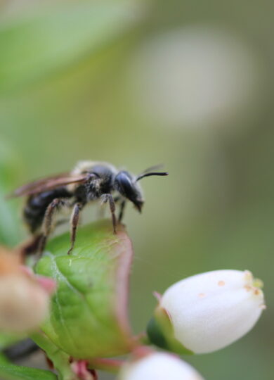 Carolina Miner Bee (Andrena carolina) &copy; © Tammo Reichgelt (iNaturalist) Licensed under CC-BY-NC