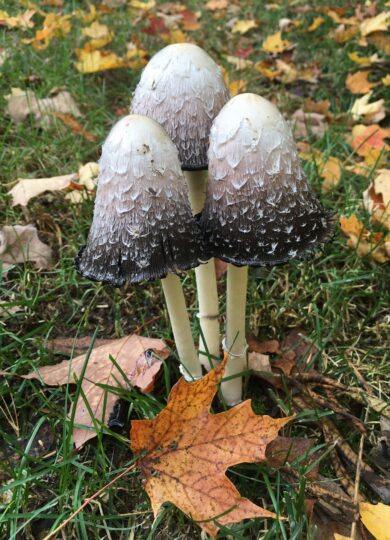 Shaggy Mane (Coprinus comatus) &copy; © fareedlhs (iNaturalist) Licensed under CC-BY-NC