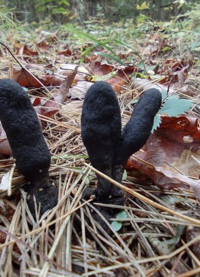 Dead Man's Fingers (Xylaria polymorpha) &copy; © redstart (iNaturalist) licensed under CC-BY-NC