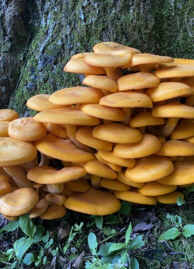 Eastern American Jack-O'-Lantern (Omphalotus illudens) &copy; © Julie Filiberti (iNaturalist) licensed under CC-BY-NC