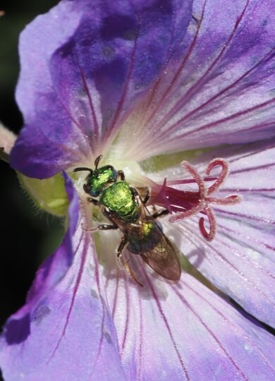 Pure Green Sweat Bee (Augochlora pura) &copy; © Mike Kiernan from iNaturalist licensed under CC-BY-NC