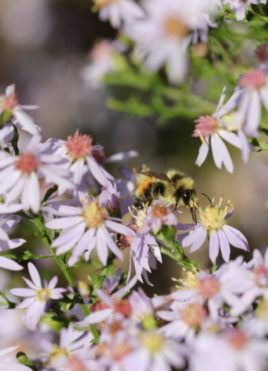 Tricolored Bumble Bee (Bombus ternarius) &copy; © Spencer Hardy