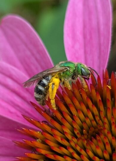 Northeastern Sweat Bee (Augochloropsis viridula) &copy; © Jack Forrester from iNaturalist CC-BY-NC