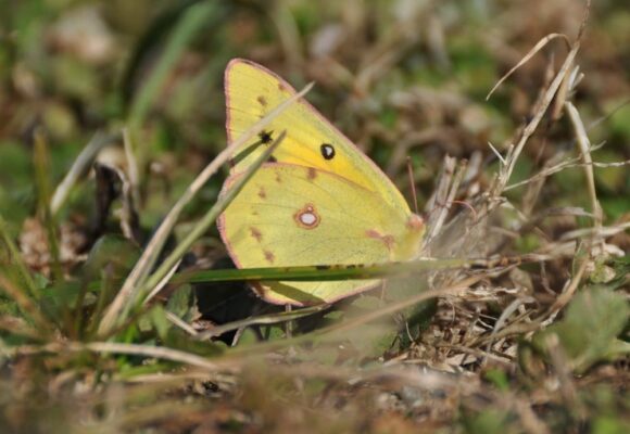 Orange Sulphur (colias eurytheme) in Vermont, in November. &copy; © Erika Mitchell (Via iNaturalist, licensed under CC-BY-NC)
