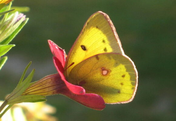 Clouded Sulphur (Colias philodice) in Vermont, in November. &copy; © @judywelna (Via iNaturalist, licensed under CC-BY-NC)