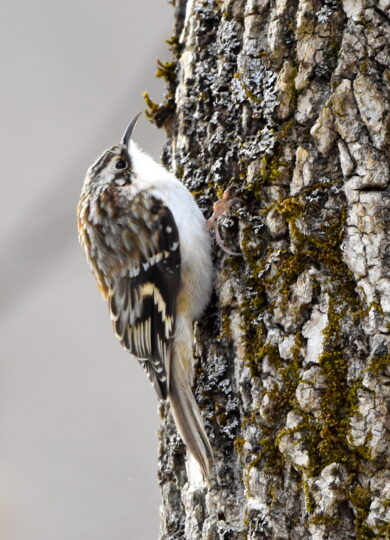 Brown Creeper (Certhia americana) &copy; © Craig K. Hunt (Via iNaturalist, licensed under CC-BY-NC)