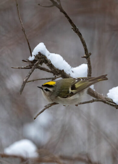 Golden-crowned Kinglet (Regulus satrapa) &copy;  © @coleen61 (Via iNaturalist, licensed under CC-BY-NC)