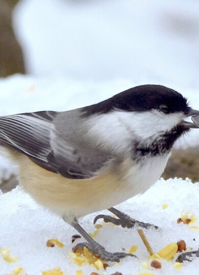 Black-capped Chickadee (Poecile atricapillus) &copy; © Craig K. Hunt (Via iNaturalist, licensed under CC-BY-NC)