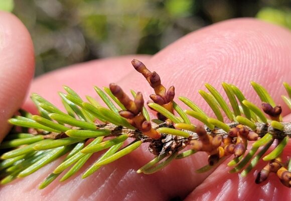Eastern Dwarf-Mistletoe (Arceuthobium pusillum) &copy; © Rob Routledge (Via iNaturalist, licensed under CC-BY-NC)