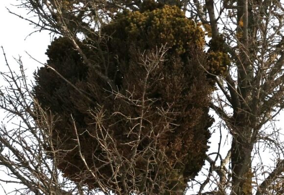 Eastern Dwarf-Mistletoe (Arceuthobium pusillum) &copy; © @wherenextnyc (Via iNaturalist, licensed under CC-BY-NC)