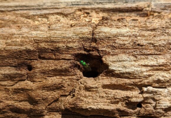 Pure Green Sweat Bee (Augochlora pura) in Ferrisburgh, VT &copy; © Spencer Hardy