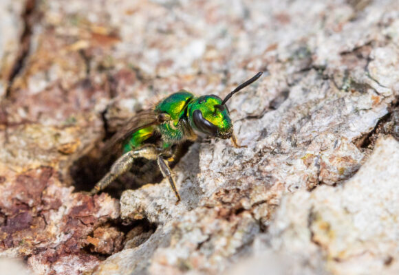 Pure Green Sweat Bee (Augochlora pura) in Franklin County, VT &copy; © Co-Author Spencer Hardy