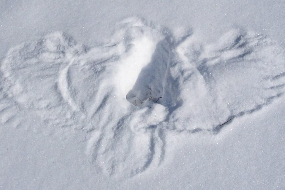 Barred Owl snow print &copy; ©  Kent McFarland