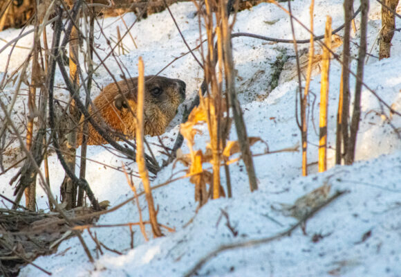 Groundhog (Marmota monax) &copy; © @bestiaire(Via iNaturalist licensed under CC-BY-NC)