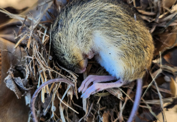 A hibernating Northern Meadow Jumping Mouse (Zapus hudsonius) &copy; © @jdsommer (Via iNaturalist licensed under CC-BY-NC)