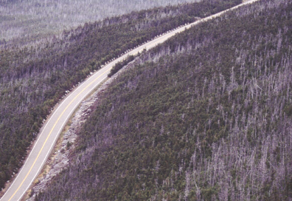 Fir waves on Whiteface Mountain, NY, circa 1990s. &copy; © Kent McFarland