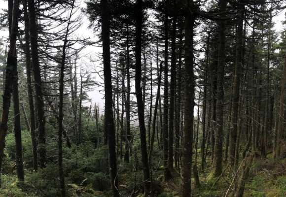 A close up of a Fir Wave on Mt Ellen. The older trees are on the right, younger trees on left with the wave in the middle, traveling slowly to the right. &copy; © Kent McFarland