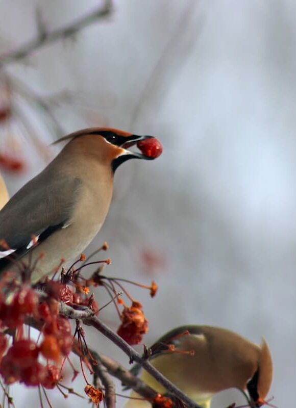 Bohemian Waxwing (Bombycilla garrulus) &copy; © Zac Cota (Via iNaturalist licensed under CC-BY-NC)