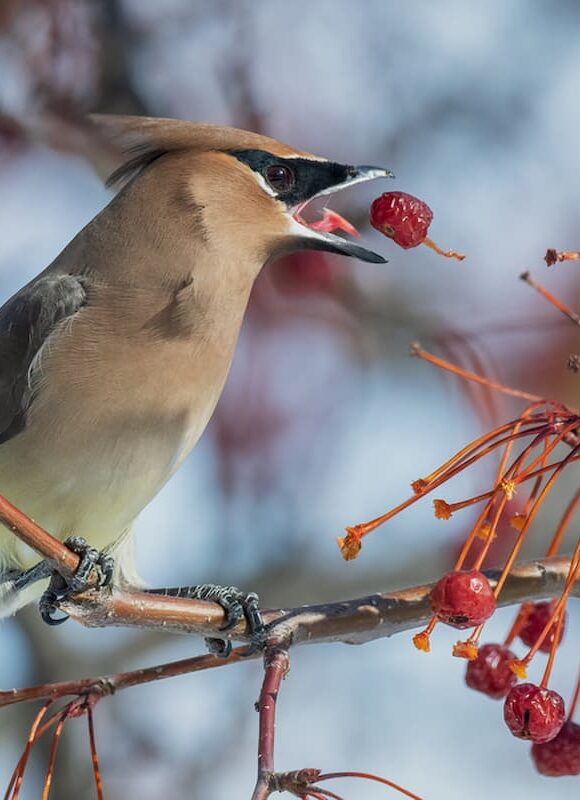 Cedar Waxwing (Bombycilla cedrorum) &copy; © Kyle Tansley (Via iNaturalist licensed under CC-BY-NC)