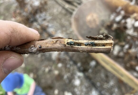 Subgenus Zadontomerus (iNat @emendela) &copy; © @emendela (Via iNaturalist licensed under CC-BY-NC)