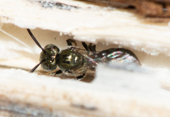 Subgenus Zadontomerus  &copy; © Co-Author Spencer Hardy