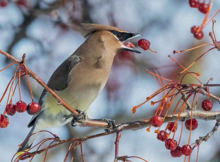 Cedar Waxwing, Bombycilla Cedrorum © Kyle Tansley