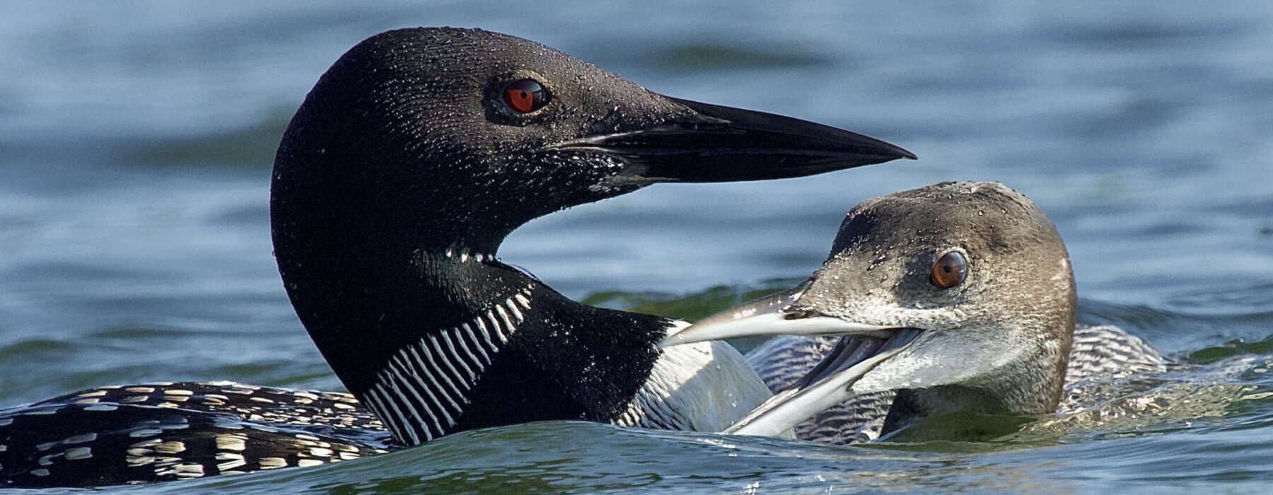 Common loon adult and chick on Lake Iroquois