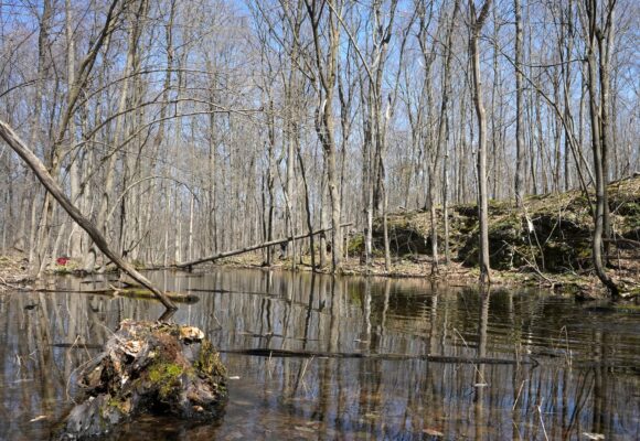 Vernal pool &copy; Emily Anderson