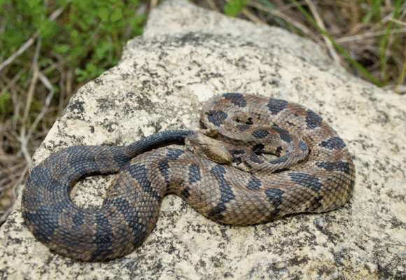 Timber Rattlesnake (Crotalus horridus)- The only snake in Vermont that is dangerous to humans, these snakes are often black, brown, tan, or a yellow that fades to solid black near the tail. They are thick-bodied, and often have V- or W-shaped crossbands throughout their body, which may be obscured on black individuals. &copy; @evangrimes (via iNaturalist, some rights reserved, CC-BY)