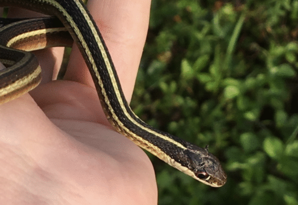 Eastern Ribbon Snake (Thamnophis saurita) - A small species of garter snake, usually dark brown with yellow stripes, often found near water. &copy; Alex Karasoulos (via iNaturalist, public domain)