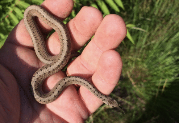 Dekay’s Brownsnake (Storeria dekayi) - A very small brown to gray snake with a lighter center stripe down the spine. This invertebrate-eater is often found near human dwellings.  &copy; Tigran Tadevosyan (via iNaturalist, some rights reserved, CC-BY)
