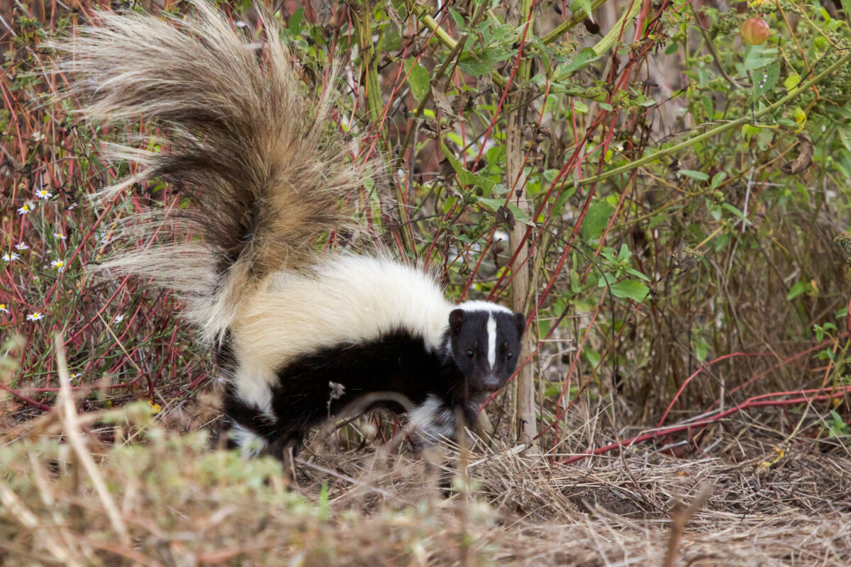Striped Skunk (Mephitis mephitis) &copy; Rick Cantu (via iNaturalist, some rights reserved, CC-BY-NY)
