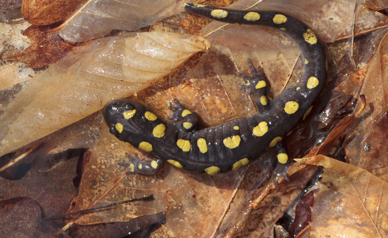 Spotted Salamander on a bed of wet leaves