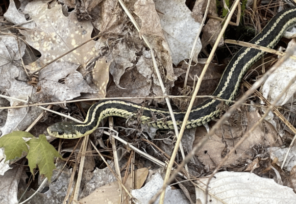 Common Garter Snake (Thamnophis sirtalis) - A small snake of variable coloring, the Common Garter Snake is probably the most frequently encountered snake in Vermont. They are found in a variety of habitats, especially near water, and feed primarily on earthworms. They may even eat the invasive jumping worm (Amynthas spp.). &copy; Tom Scavo, (via iNaturalist, some rights reserved, CC-BY-NC)