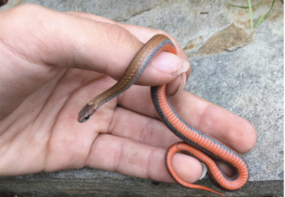 Red-bellied Snake (Storeria occipitomaculata) - The Red-bellied Snake is a secretive woodland species of varying color, but always with an orange/red underbelly. This small snake feeds almost exclusively on slugs. &copy; Alex Karasoulos (via iNaturalist, public domain)