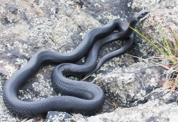 North American Racer (Coluber constrictor) - A threatened species in Vermont, the North American Racer is a long and slender snake with a black body and a white/gray underbelly. They are confined mainly to Windham County, where they’re most often found in grassy, open habitats. &copy; Ken-ichi Ueda, (via iNaturalist, public domain)