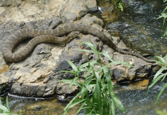 Common Watersnake (Nerodia sipedon) - The Common Watersnake is a large, primarily aquatic snake that is typically brown/gray/black with dark bands or blotches along its body. &copy; Michael J. Papay (via iNaturalist, some rights reserved, CC-BY)