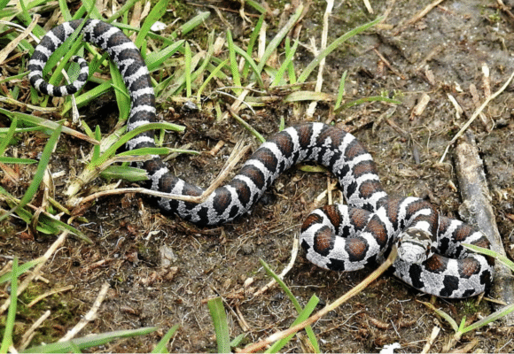 Eastern Milksnake (Lampropeltis triangulum) - One of our most recognizable snakes, this species is highly variable in size and typically comes in a pattern of black, red, and yellow/white bands. Milksnakes can be found in a wide variety of habitats and have a diverse diet, although they mostly eat small mammals. &copy; @joannerusso (via iNaturalist, some rights reserved, CC-BY)