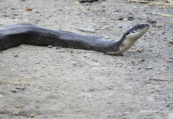 Eastern Ratsnake (Pantherophis alleghaniensis) - The Eastern Ratsnake, which is synonymous with Gray or Black Ratsnake, is a larger species that can be almost entirely black (with some sparse mottling), and could be mistaken for a racer. They are agile climbers, and can be found in fields and near human habitation, especially if their preferred prey, small mammals and birds, are found there. &copy; Chelsea Carroll (via iNaturalist, some rights reserved, CC-BY)