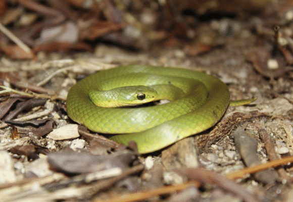Smooth Greensnake (Opheodrys vernalis) - This aptly named snake is indeed solid green, and may have a whitish underside. The Smooth Greensnake relies on green habitat for camouflage, but typically stays near areas with significant moisture, where it hunts primarily for insects and spiders. &copy; Alex Karasoulos (via iNaturalist, public domain)
