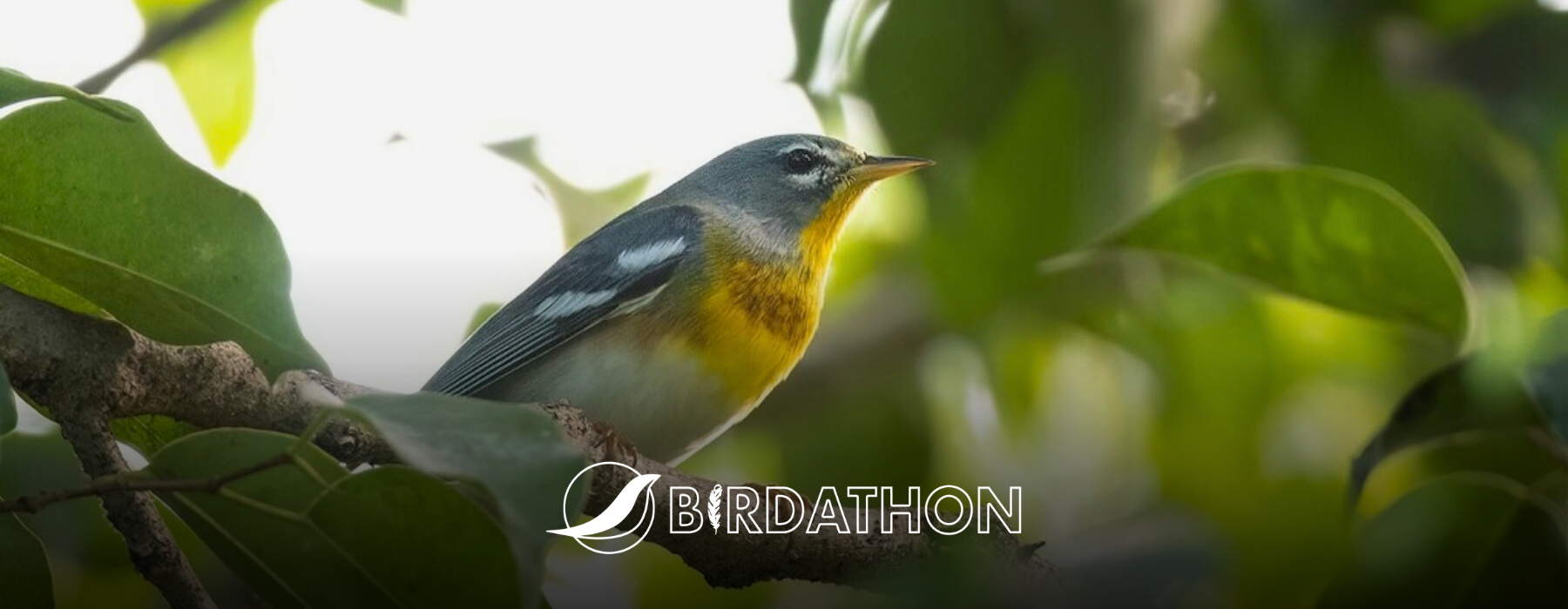 Northern Parula