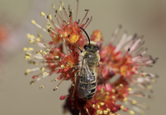 Unequal Cellophane Bee (Colletes inaequalis) on a Red Maple  &copy; Spencer Hardy