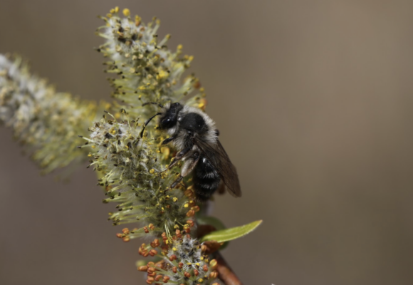 Frigid Miner (Andrena frigida) on a Willow &copy; Spencer Hardy