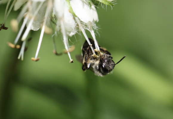 Waterleaf Miner (Andrena geranii) on Virginia Waterleaf &copy; Spencer Hardy
