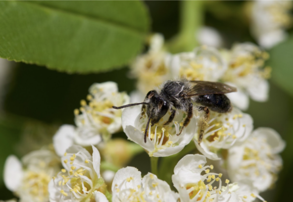 Brown-fovea Miner (Andrena rufosignata) on a Chokecherry &copy; Spencer Hardy